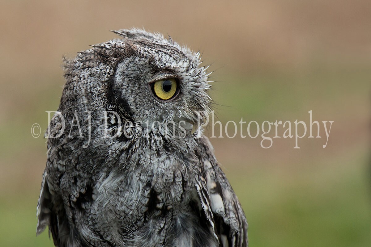 Grey Owl photo print | woodland wild bird picture
