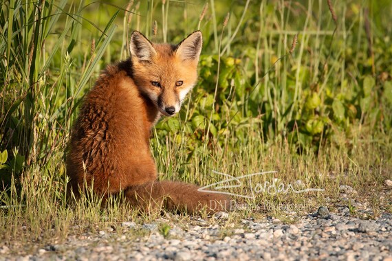Cute Baby Red Fox Delaware Wildlife Animal Art Photo Print Etsy