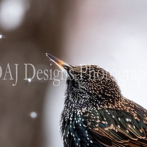 European Starling photo | Starling watching snowfall picture | dreamy winter bird photo | Starling art print | bird photo art gift