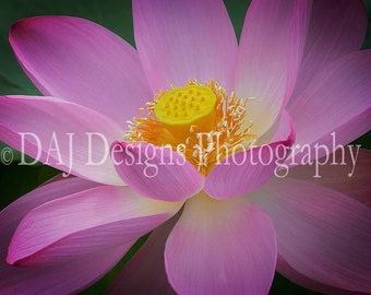 Pink lotus waterlily photo aquatic flower blossom Washington DC art nature plant print home wall decor gift