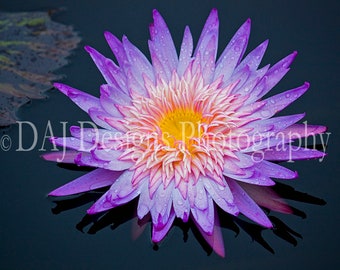 Purple water lily picture, flower photography, purple waterlily lotus blossom photo, nature scenic art print, home decor, waterlily gift