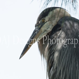 Great Blue Heron photo | Great Blue Heron print | blue heron picture | blue bird art print |blue heron photo gift | coastal home decor