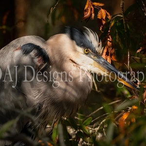 Blue Heron photo | Blue Heron art print | wildlife photo | blue heron photo gift | bird themed decor | heron picture | heron wall art