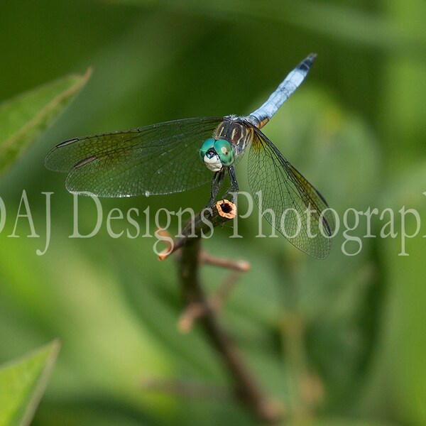 Blue Dasher dragonfly insect wings big eyes nature art photo print home wall decor gift
