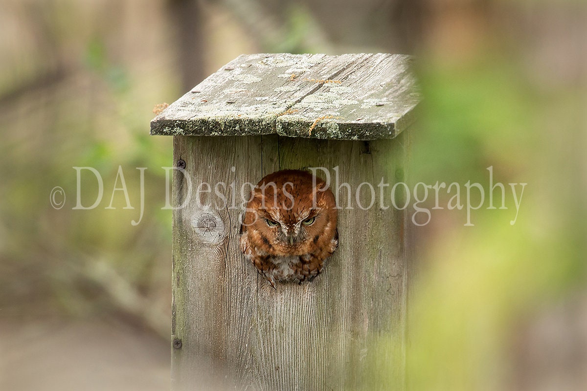 Red Screech Owl photo print | woodland bird picture