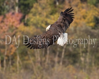 Bald Eagle in flight photo print | flying eagle picture