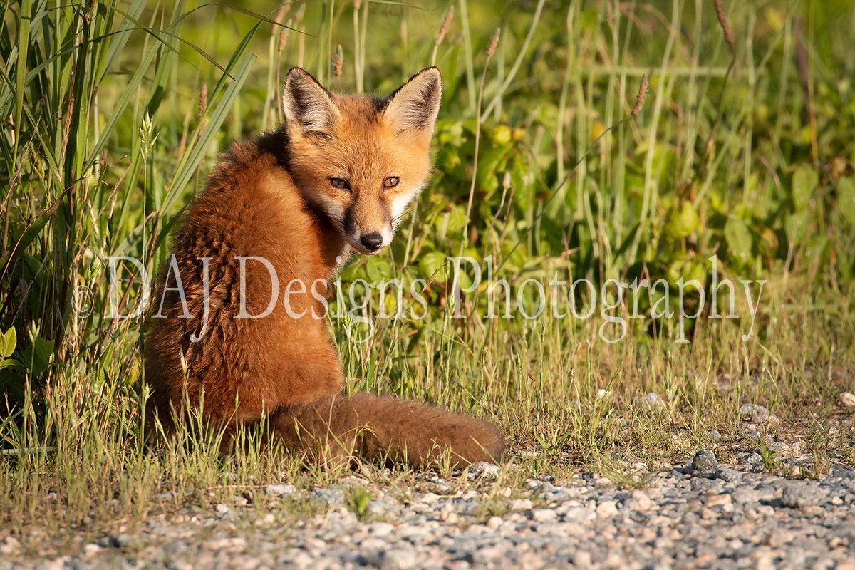 Cute Baby Red Fox Delaware Wildlife Animal Art Photo Print Etsy Uk
