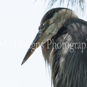 Great Blue Heron photo | Blue Heron picture | heron art gift | heron portrait | Blue Heron wall decor | coastal bird photo | heron print