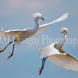 Snowy Egret matted print | Snowy Egret photo | ready to frame matted print | wildlife photo | white egret art gift | ships quickly