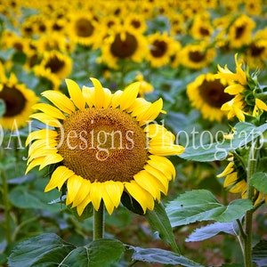 Sunflower matted print | sunflower field photo | ready to frame matted photo | nature photo | sunflower art gift | ships fast | flower decor