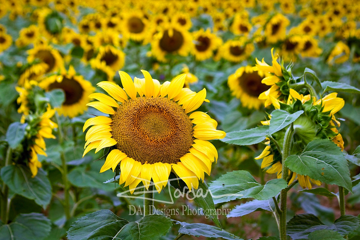 Photography Sunflower field Maryland farm nature plant flower art color