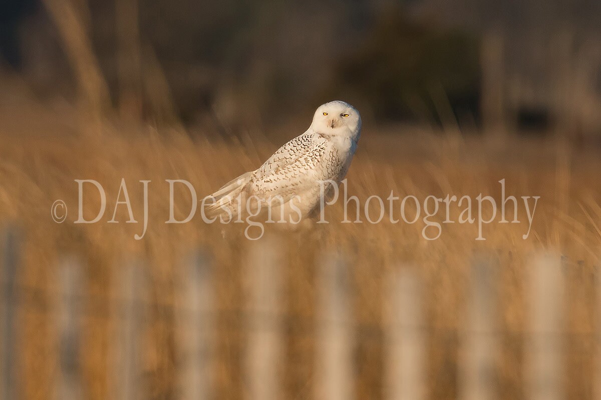 Snowy Owl photo print | white arctic bird picture
