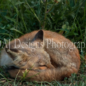 Red Fox photograph | cute baby fox kit photo | animal wildlife print | home nursery decor | adorable baby red fox photo | animal photo gift