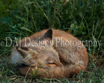 Red Fox photograph, baby fox kit takes early morning nap, animal wildlife art color print, home and nursery decor, red fox gift, animal gift