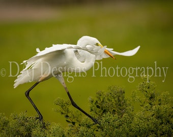 Great Egret photo print | white coastal bird picture