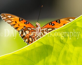 Butterfly photo, nature photography, Gulf Fritillary butterfly color art print, butterfly home decor, cute nursery art photo, butterfly gift