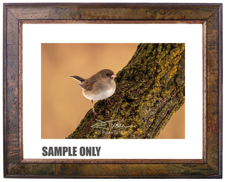 Dark-Eyed Junco songbird sunset art nature photo print home decor gift