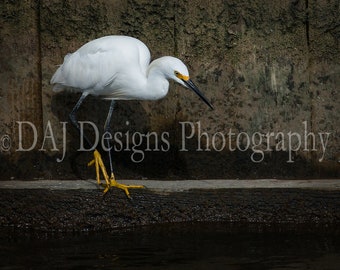Snowy Egret photo print | white coastal bird wildlife  picture