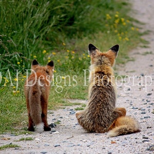 Red fox photo | red fox mother and baby  print | animal photography | wildlife photo | cute animal home nursery decor | red fox art gift