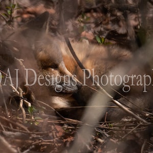 Red fox baby photo | baby fox animal print | wildlife photography | cute red fox kit photo | woodland creature art print | red fox wall art