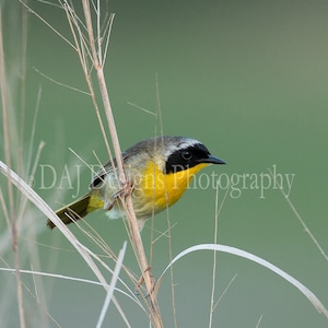 Common Yellowthroat warbler yellow black songbird mint green nature art color photo print home wall decor gift