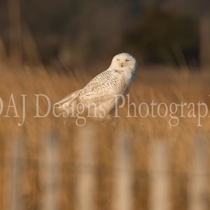 Owl photography | Snowy Owl matted print | white owl photo | ready to frame | white owl art | Snowy Owl picture| owl art gift | ships fast