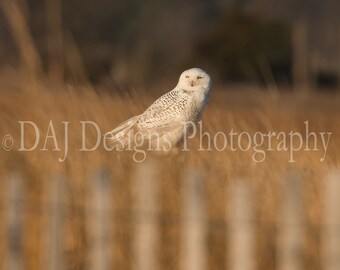 Snowy Owl photo | matted 5x7 print ready to frame in 8x10