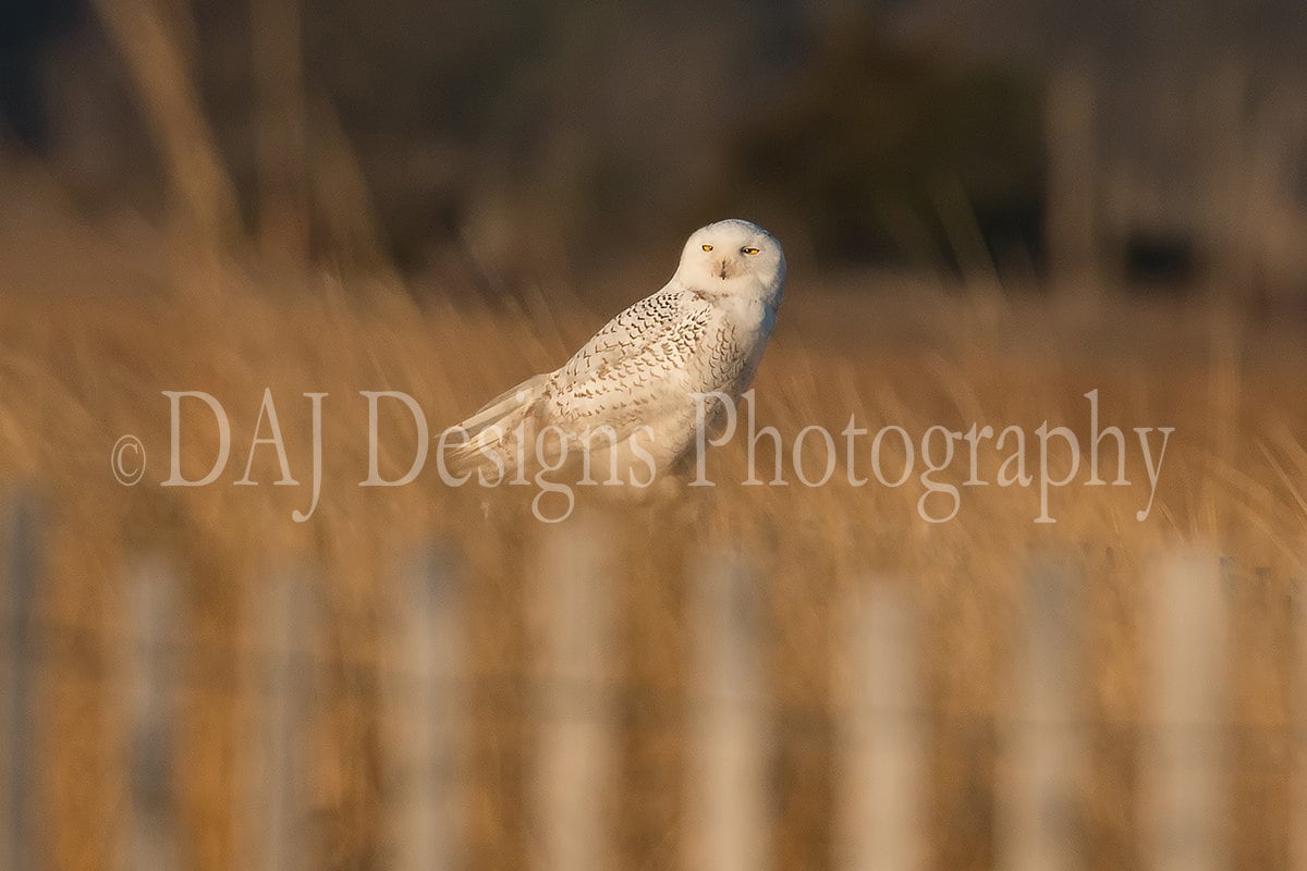 Snowy Owl photo | matted 5x7 print ready to frame in 8x10