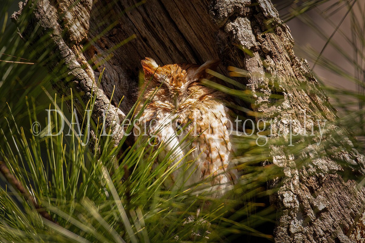 Red Screech owl photo print | woodland bird picture