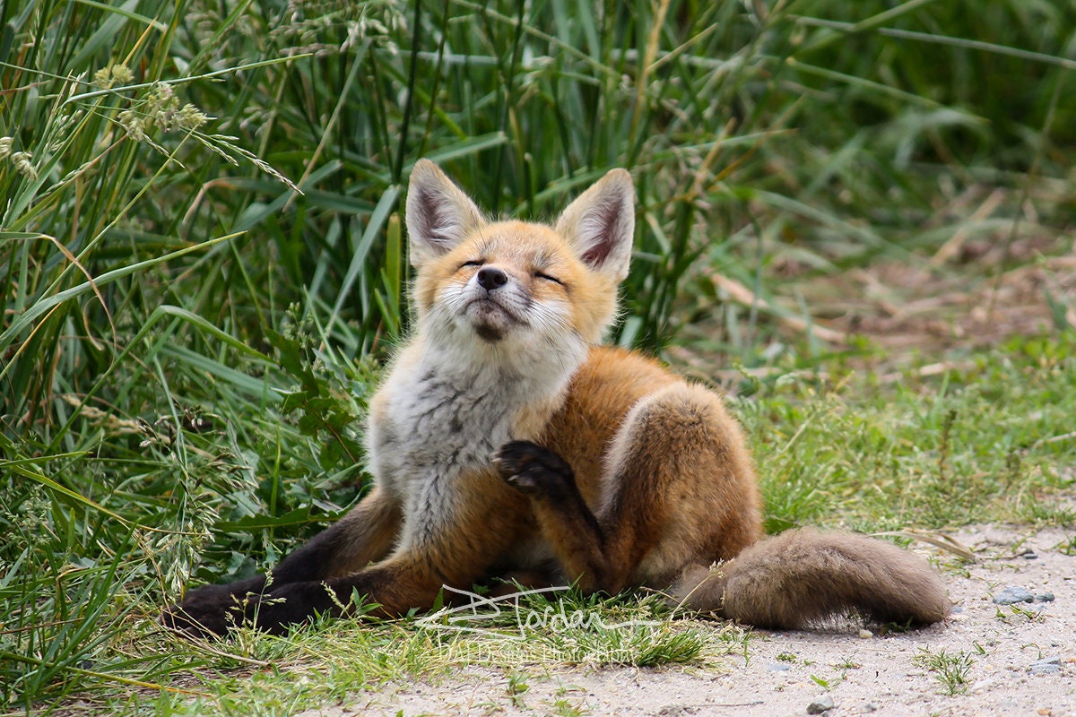 Red Fox Pup Baby Nature Animal Wildlife Delaware Art Color Etsy Australia