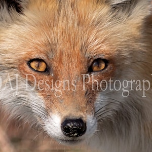 Red Fox photo | animal photo | wildlife photo | red fox art print | home office wall art | red fox art gift | red fox face picture