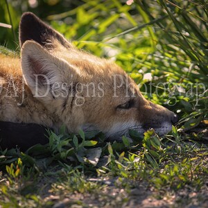 Red fox photo | red fox pup photo | baby fox art print | wildlife photography | red fox art gift | cute baby fox photo | nursery decor
