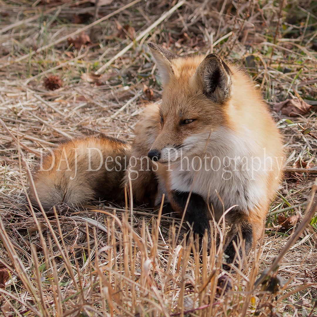 Red Fox Photo, Red Fox Art Print, Red Fox Wildlife Picture, Wildlife Photo, Delaware Animal Art ...