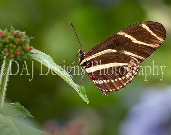 Butterfly photography, Zebra Longwing Butterfly photo, insect nature print, butterfly home wall decor, butterfly art gift, butterfly picture