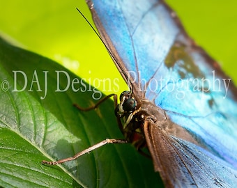 Bleu Morpho Papillon insecte macro nature art couleur photo impression home décor cadeau