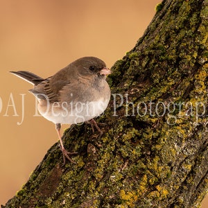 May include: A small brown and white bird perched on a tree trunk covered in green moss. The bird has a dark beak and is looking to the right.