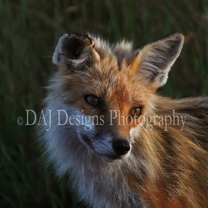 Red Fox photo | sunset red fox portrait | wildlife animal art | red fox print | red fox art gift | woodland animal decor| wildlife art gift