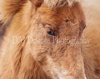 Assateague wild pony wildlife art nature photo gift home nursery wall decor