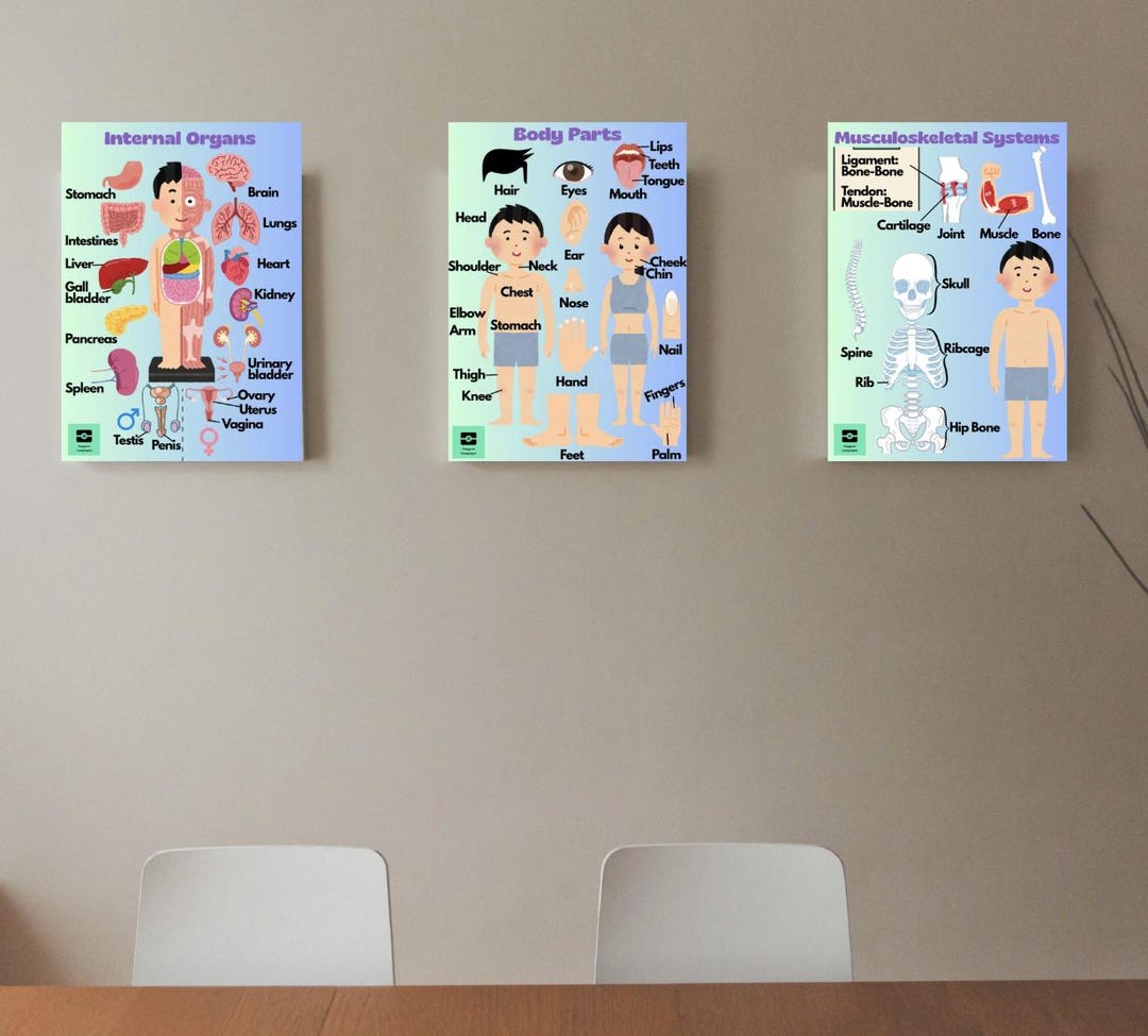 Anatomy Posters Bundle: Body Parts - Internal Organs - Musculoskeletal ...