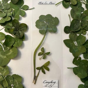 Laminated clover butterfly bookmark with six leaf clover