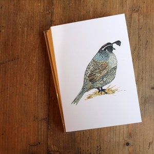 California Quail Thank You Notes on Quality Cardstock, Set of 8 Greeting Cards, in Box, Packaged