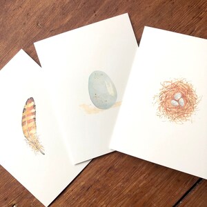 Pode incluir: Três ilustrações de aquarela em papelão branco. A primeira ilustração mostra uma pena marrom e laranja. A segunda ilustração mostra um ovo azul claro com manchas marrons. A terceira ilustração mostra um ninho marrom com três ovos brancos.