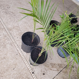 2 Triangle palm, ships bare root