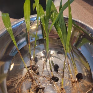 15 pack Royal Palm Seedlings 6 to 9 in