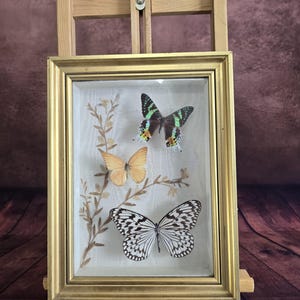 Peut inclure: Un cadre doré contenant trois papillons aux motifs d'ailes complexes. Les papillons sont disposés sur un fond clair avec des éléments floraux séchés. L'ensemble est présenté sur un chevalet en bois. Le cadre mesure environ 20 cm x 25 cm.