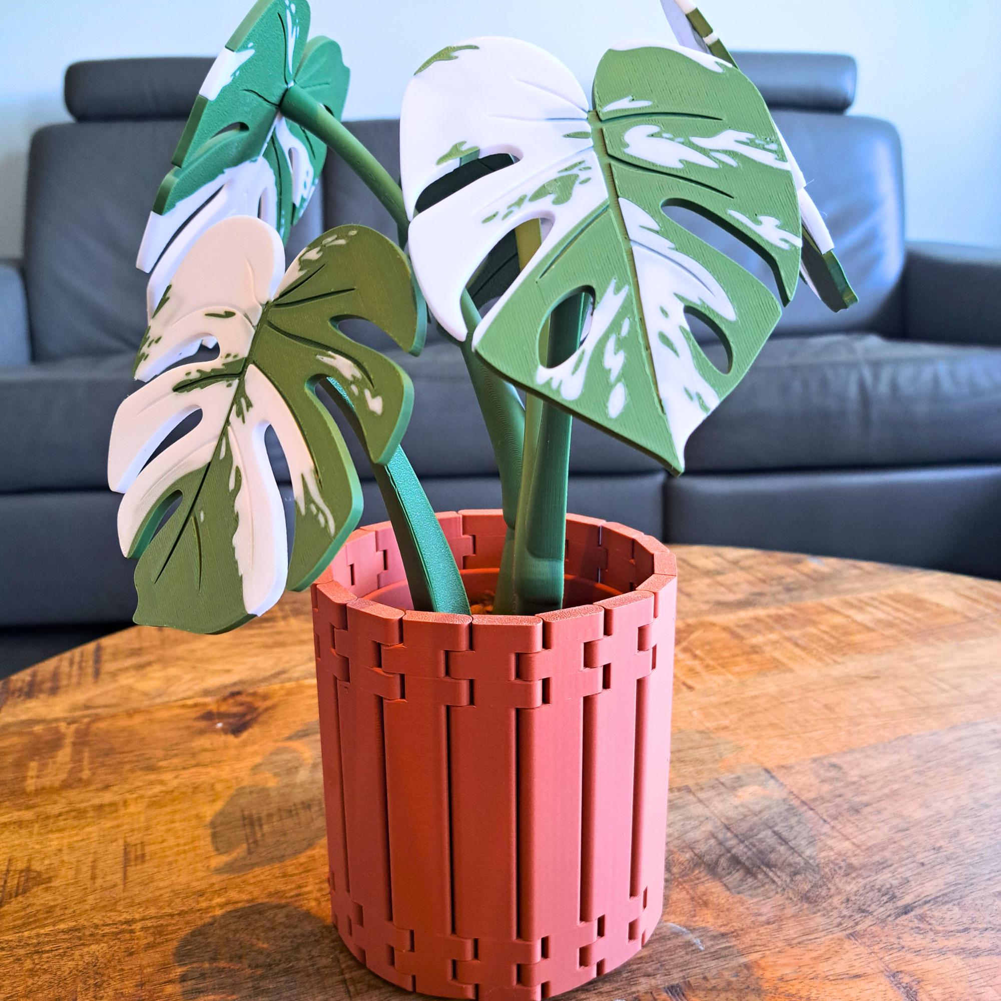 monstera deliciosa xxl kaufen XXL Monstera mit Stab bestellen – Green Me Up