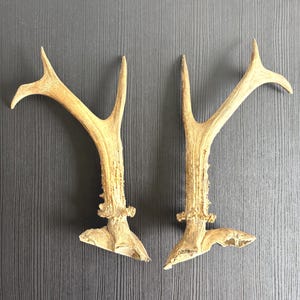 Op de afbeelding: Een paar lichtbruine herten geweien met een textuurrijk, geribbeld oppervlak en een gevorkte top. Elk gewei heeft een duidelijke roos aan de basis waar het aan de schedel zou hechten, met natuurlijke organische vormen en een matte afwerking.
