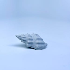 May include: A light gray seashell with a spiral shape and textured surface. The shell is resting on a light blue background. This decorative item is suitable for coastal decor.