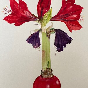 AMARYLLIS  Original Painting