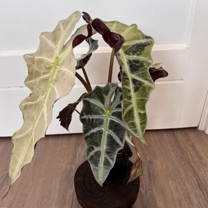 Bulbos de variegata rosa de Alocasia Polly